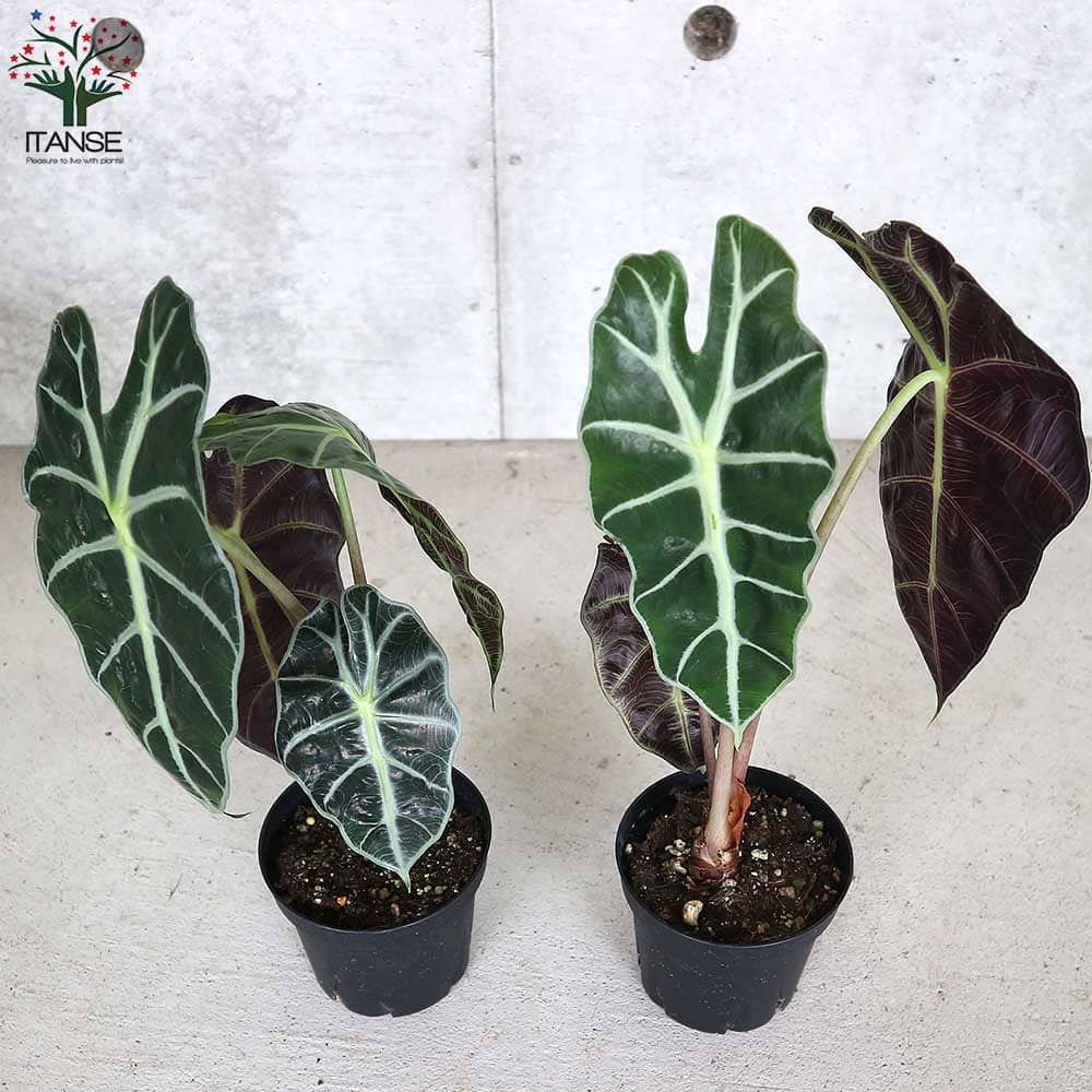 アロカシア・アマゾニカ【観葉植物 3.5号苗】｜ 【植物のITANSE 