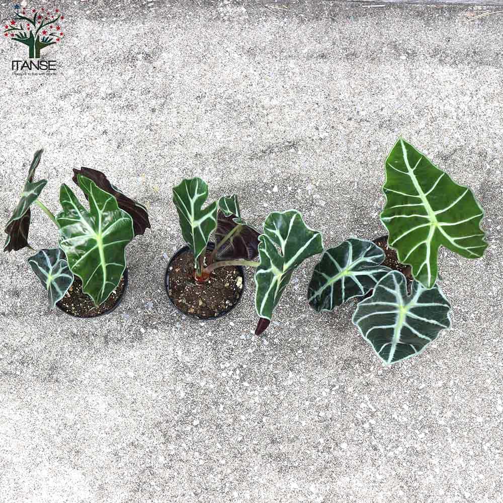 masa　アロカシアまとめ アロカシア・アマゾニカ【観葉植物 3.5号苗】｜ 【植物の