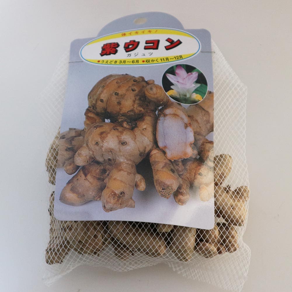 健康野菜球根 紫ウコン【ネット詰め野菜球根/充填時200g】