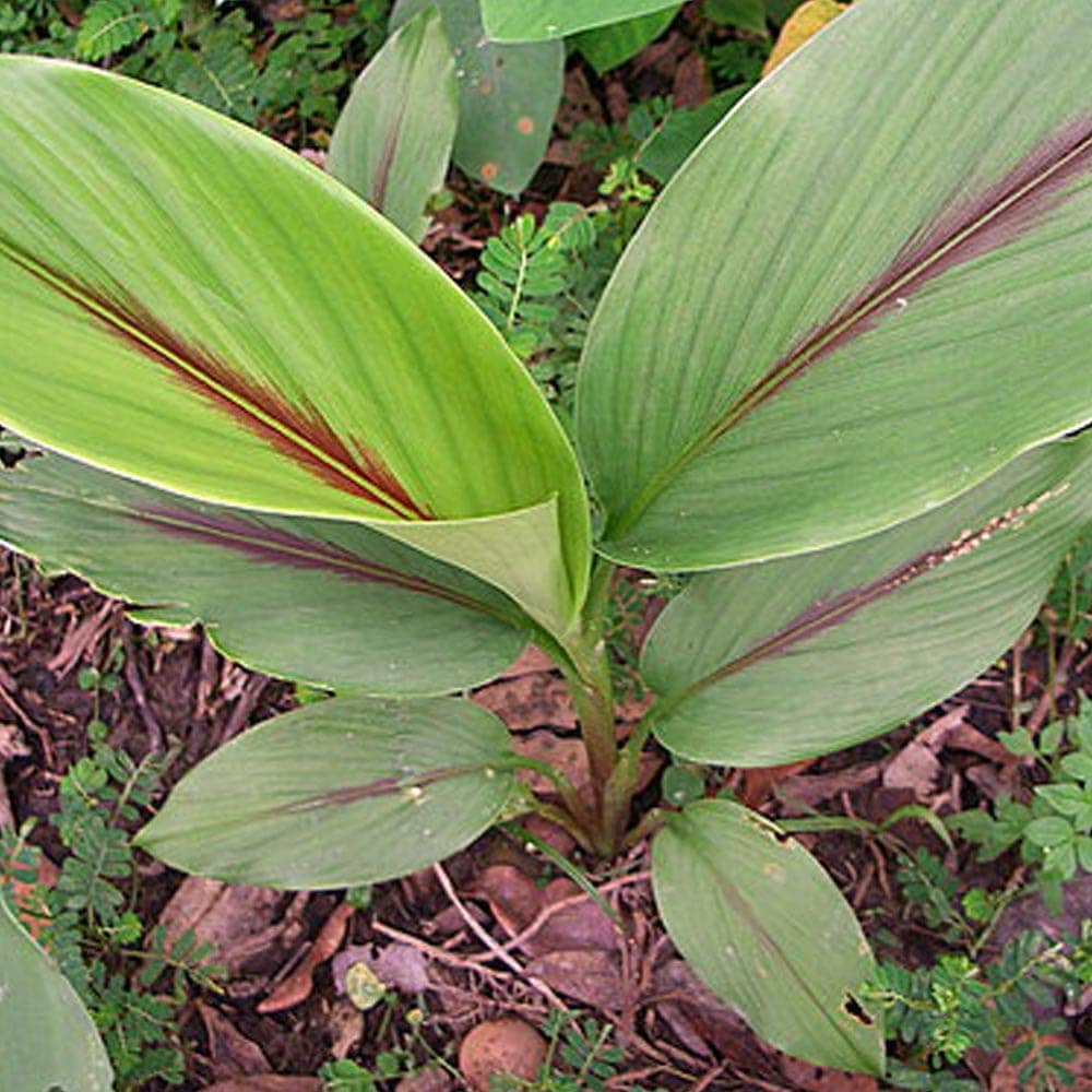 健康野菜球根 紫ウコン【ネット詰め野菜球根/充填時200g】