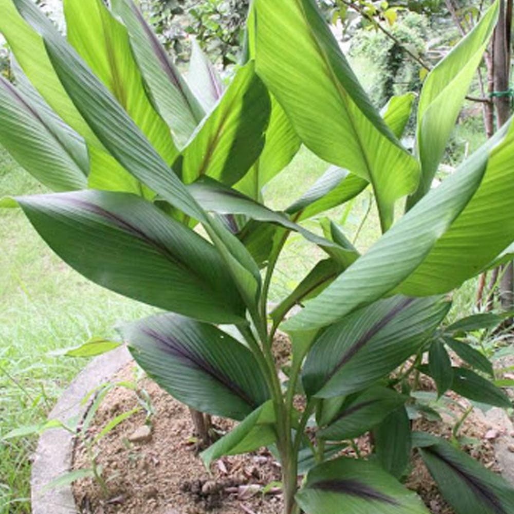 健康野菜球根 紫ウコン【ネット詰め野菜球根/充填時200g】