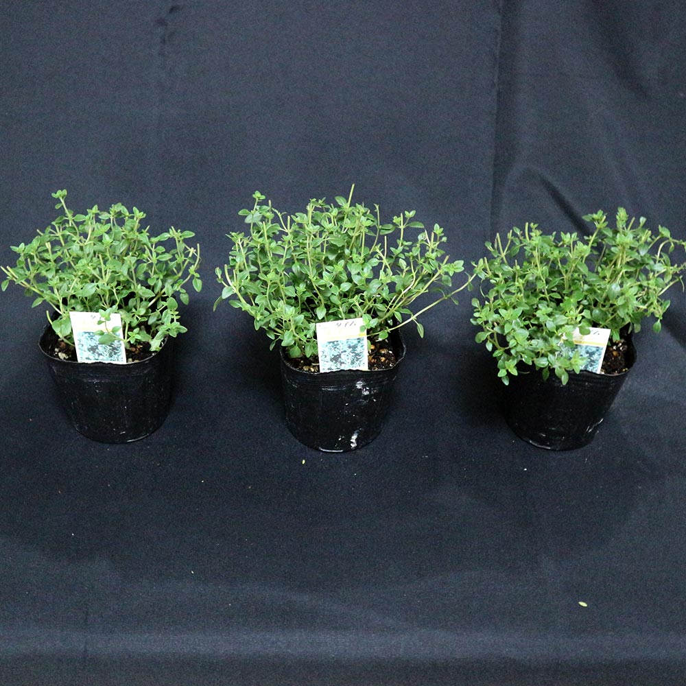 香るアロマタイム　根付き苗　分割5苗 香るアロマタイム 根付き苗 分割5苗 Amazon.co.jp: チャーム