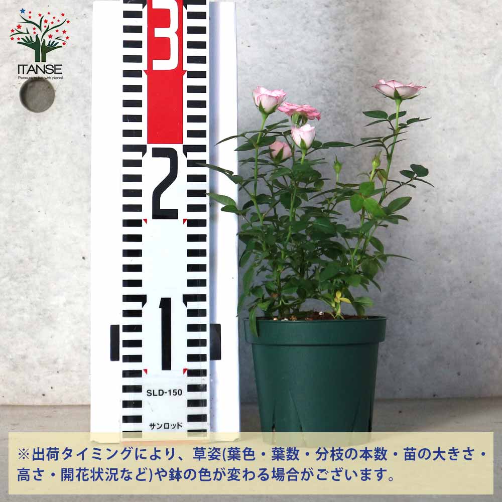 ミニ薔薇 ラブリープリンセス オプティマ【花苗 3.5号ポット売り】