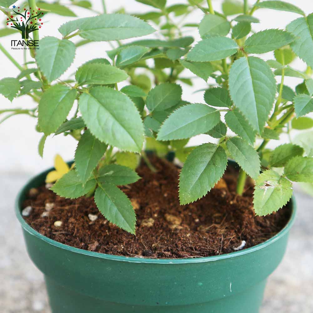 ミニ薔薇 ラブリープリンセス オプティマ【花苗 3.5号ポット売り】