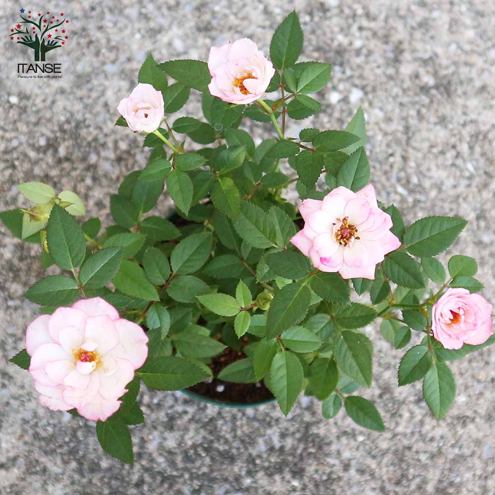 ミニ薔薇 ラブリープリンセス オプティマ【花苗 3.5号ポット売り】