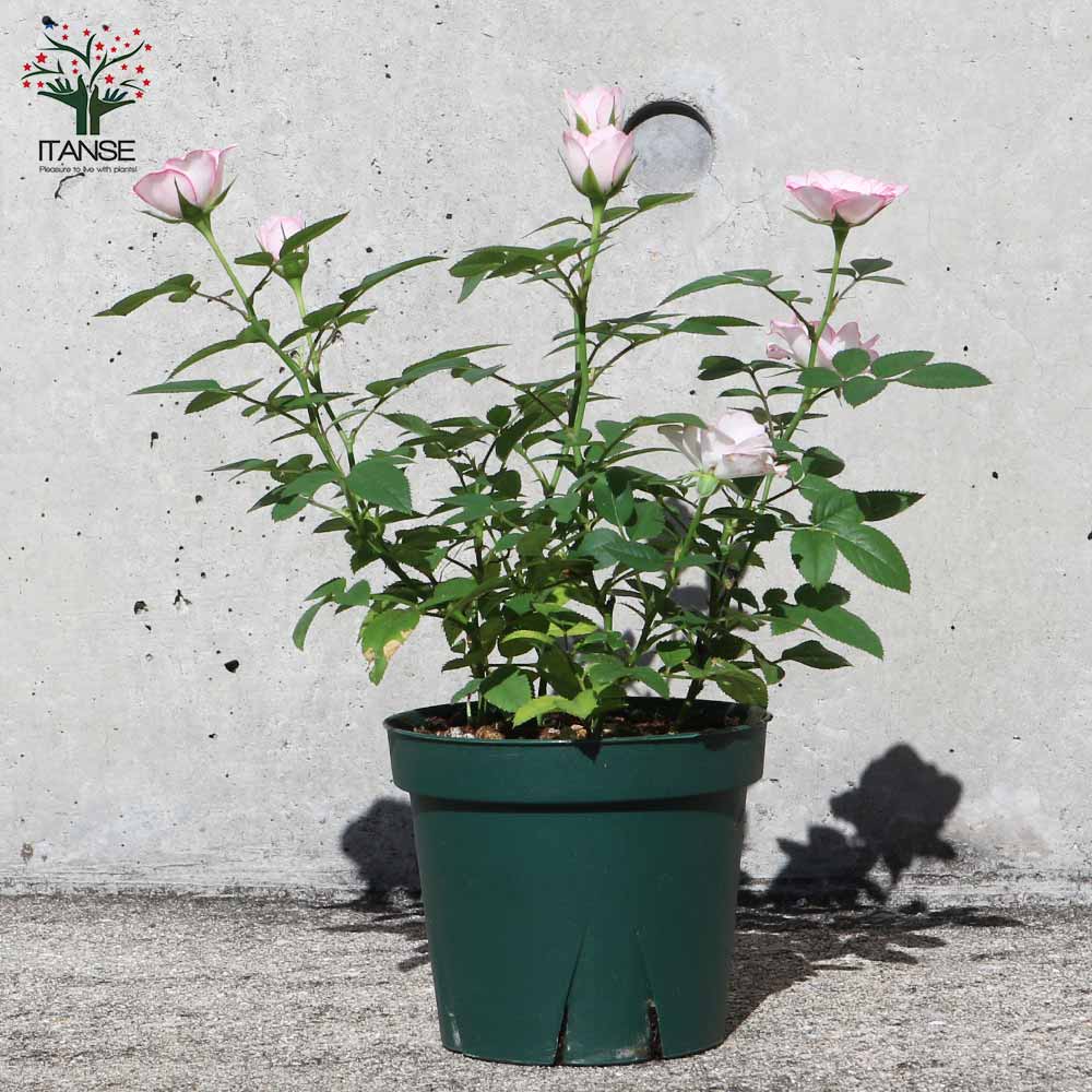ミニ薔薇 ラブリープリンセス オプティマ【花苗 3.5号ポット売り】