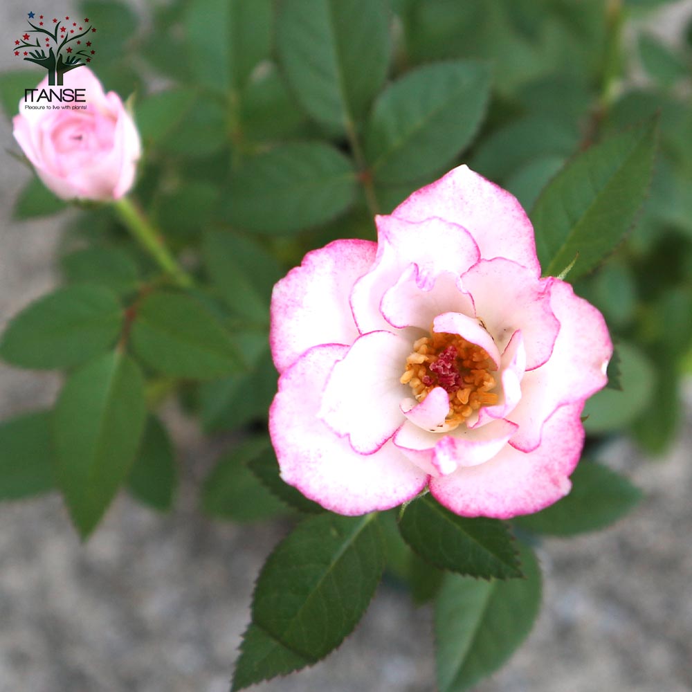 ミニ薔薇 ラブリープリンセス オプティマ【花苗 3.5号ポット売り】