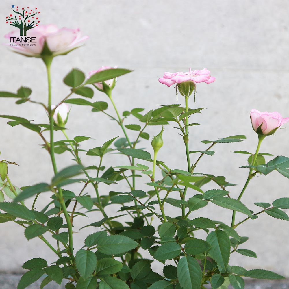 ミニ薔薇 ラブリープリンセス オプティマ【花苗 3.5号ポット売り