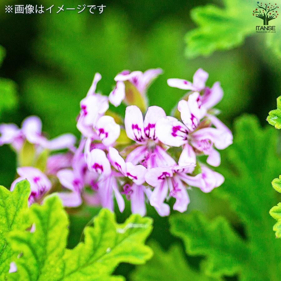 オレンジゼラニウム 10.5cm2個～【おうちで簡単！育てやすい10.5cm