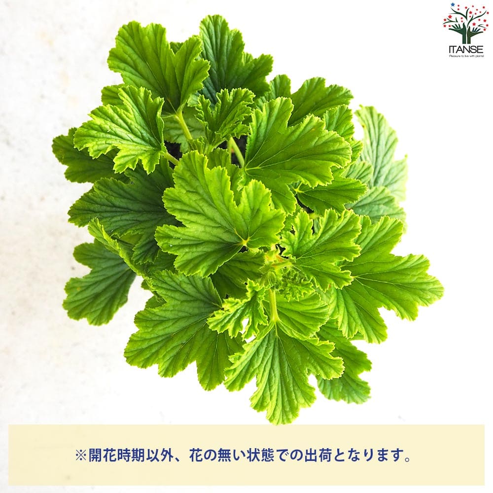 オレンジゼラニウム 10.5cm2個～【おうちで簡単！育てやすい10.5cm