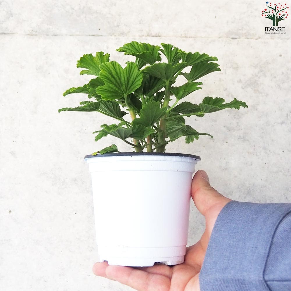 オレンジフィズ苗 オレンジゼラニウム苗 オレンジ香るハーブ 根付き苗② オレンジフィズ苗 オレンジゼラニウム苗 オレンジ香るハーブ 根付き苗