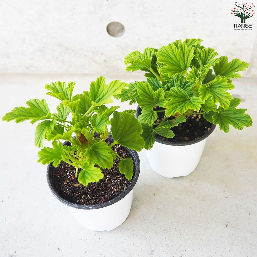 オレンジゼラニウム 10.5cm2個～【おうちで簡単！育てやすい10.5cm