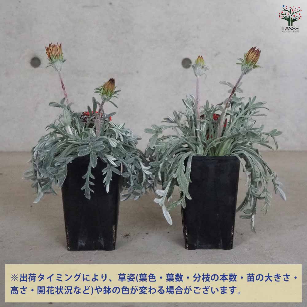 シルバーリーフ ガザニア カーニバル 【花苗 3.5号鉢】｜ 【植物の