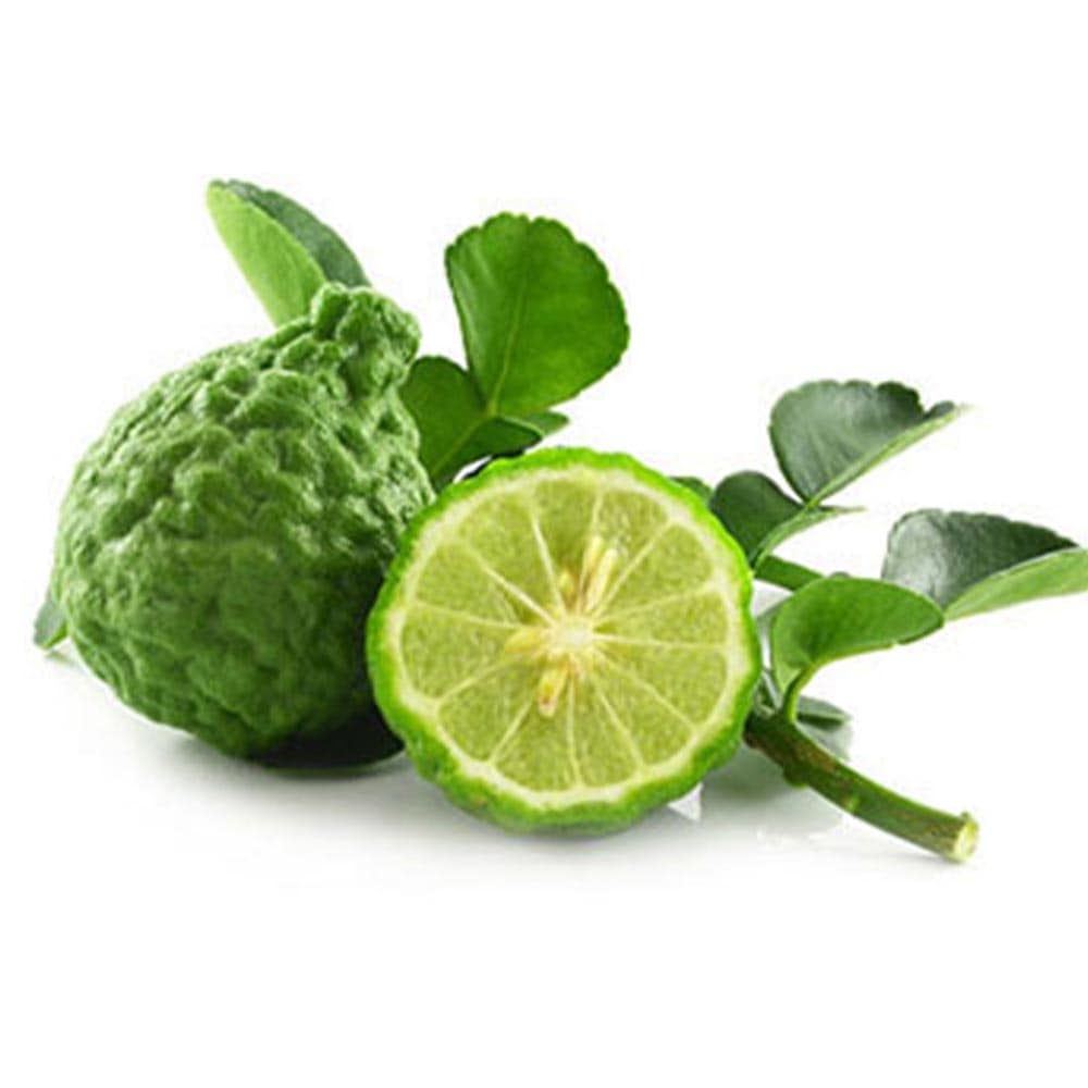 フレッシュ コブミカンใบมะกรูด葉　(バイマックル葉)1kg約。+オマケ フレッシュ コブミカンใบมะกรูด葉 (バイマックル葉)1kg約。+オマケ