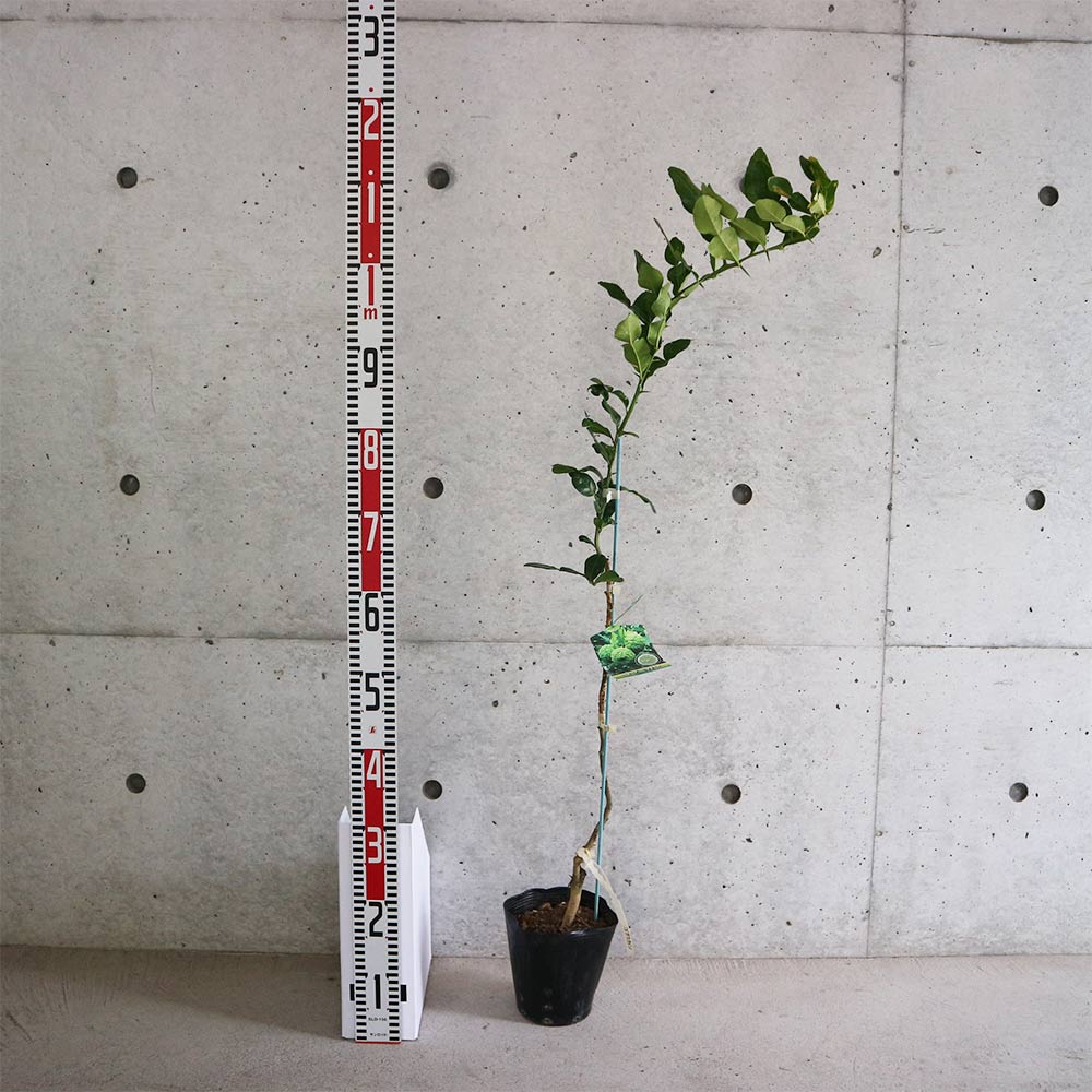 Itanse良品ｾﾚｸﾄ通販