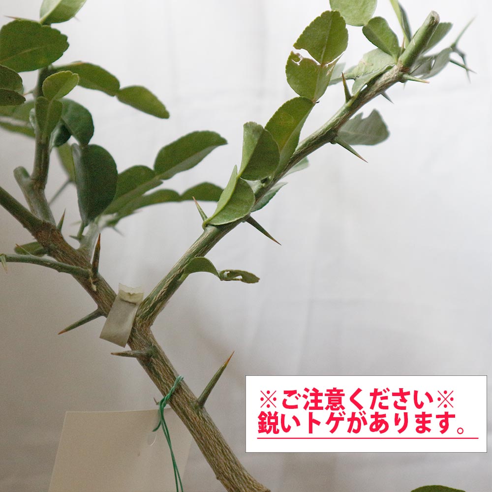 こぶみかん (トゲ無し) 25 コブミカン (タイ料理には欠かせない)【果樹