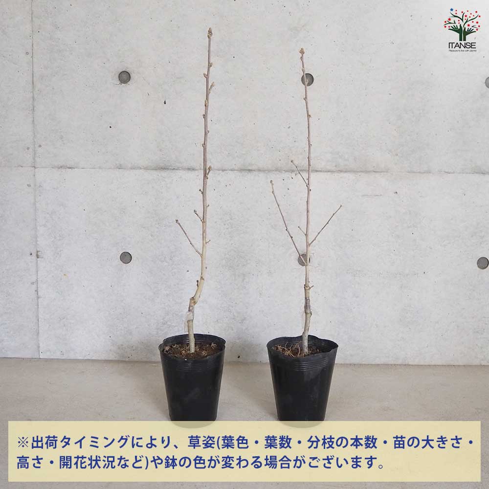 ムクゲ苗 おまけ付き〜！ ムクゲ苗 おまけ付き〜！ 【公式通販】