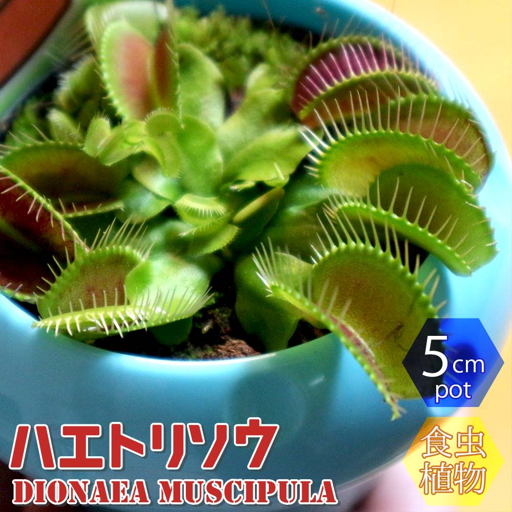 ハエ取草(ハエトリソウ)【食虫植物 5cmポット(鉢カバー付き)／1個】