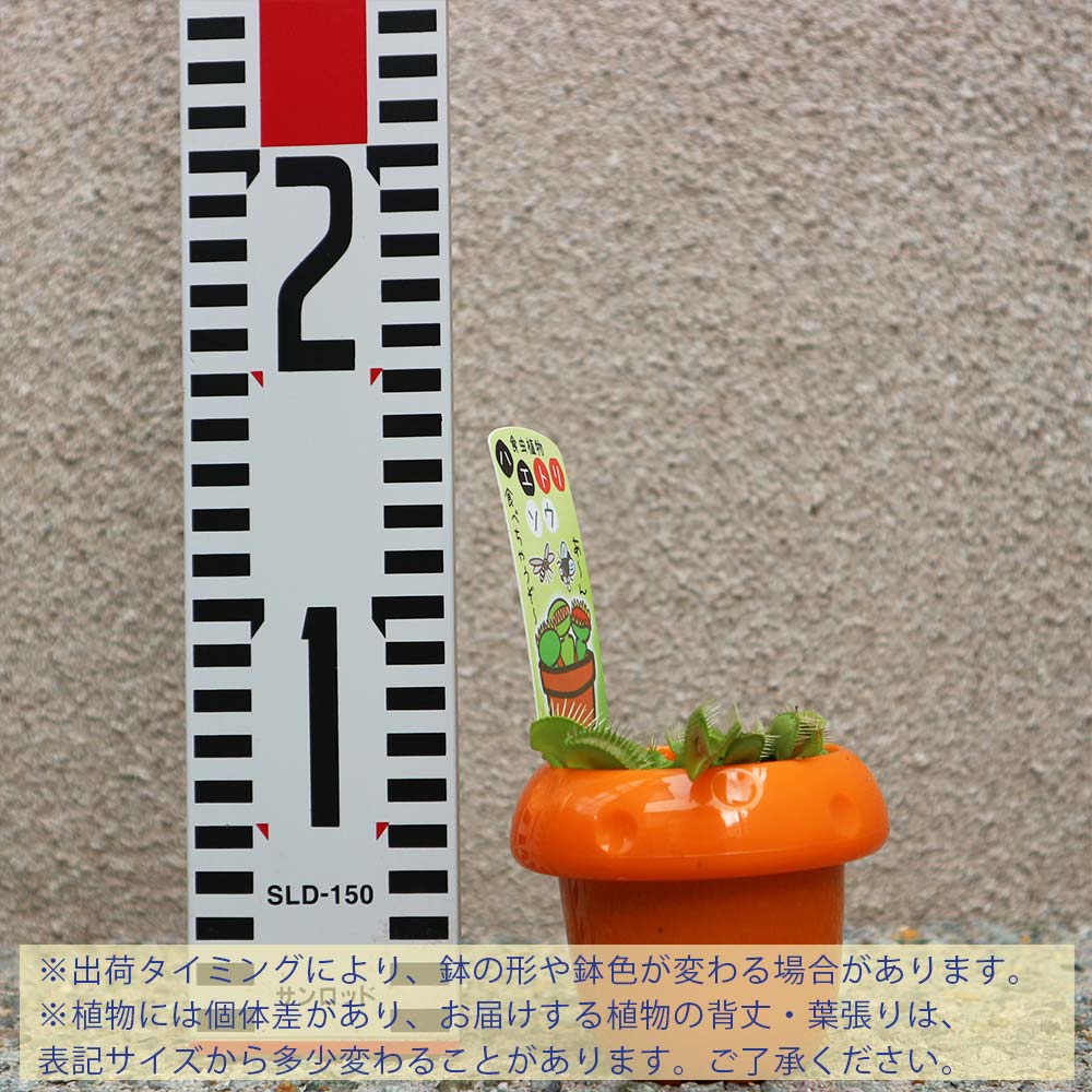 ハエ取草(ハエトリソウ)【食虫植物 5cmポット(鉢カバー付き)／1個】