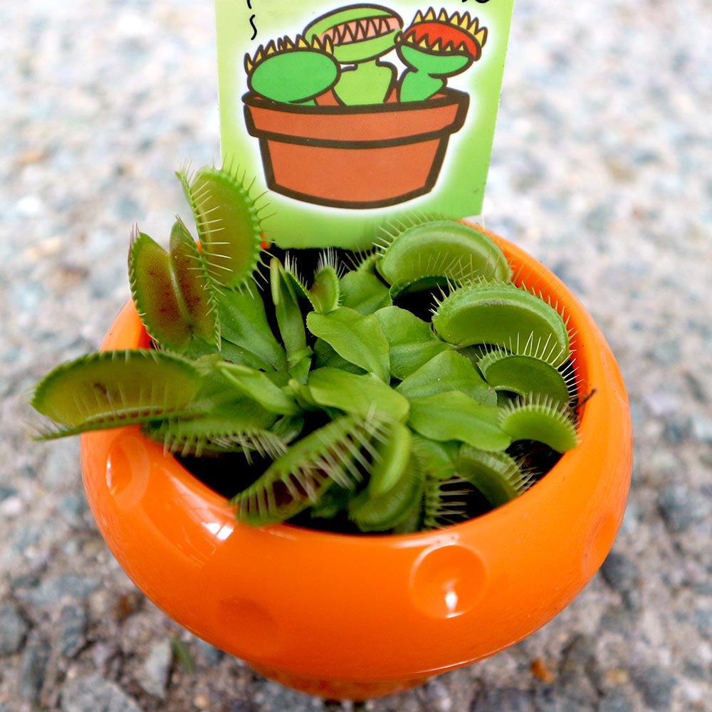 ハエ取草(ハエトリソウ)【食虫植物 5cmポット(鉢カバー付き)／1個】