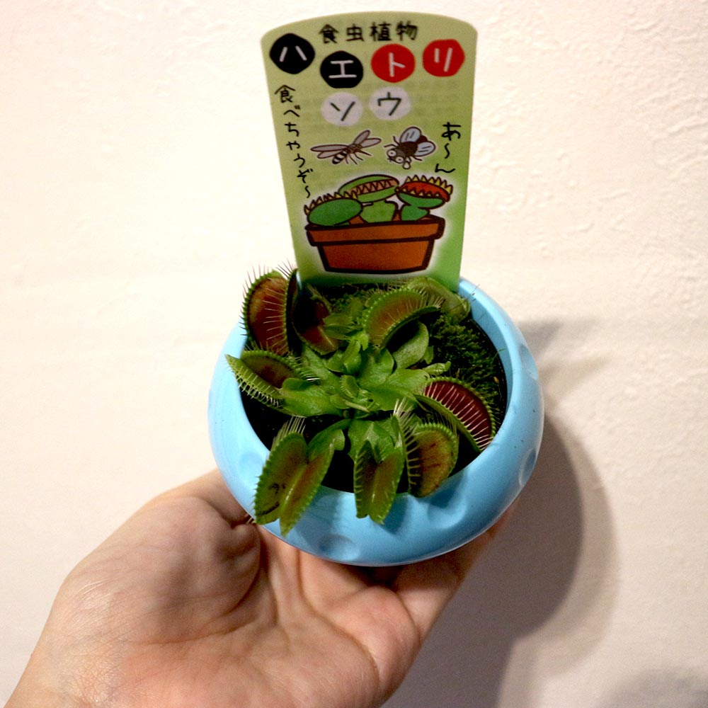 ハエ取草(ハエトリソウ)【食虫植物 5cmポット(鉢カバー付き)／1個】