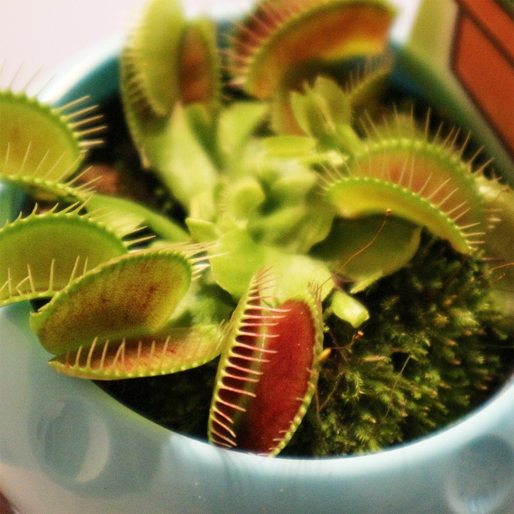 ハエ取草(ハエトリソウ)【食虫植物 5cmポット(鉢カバー付き)／1個】