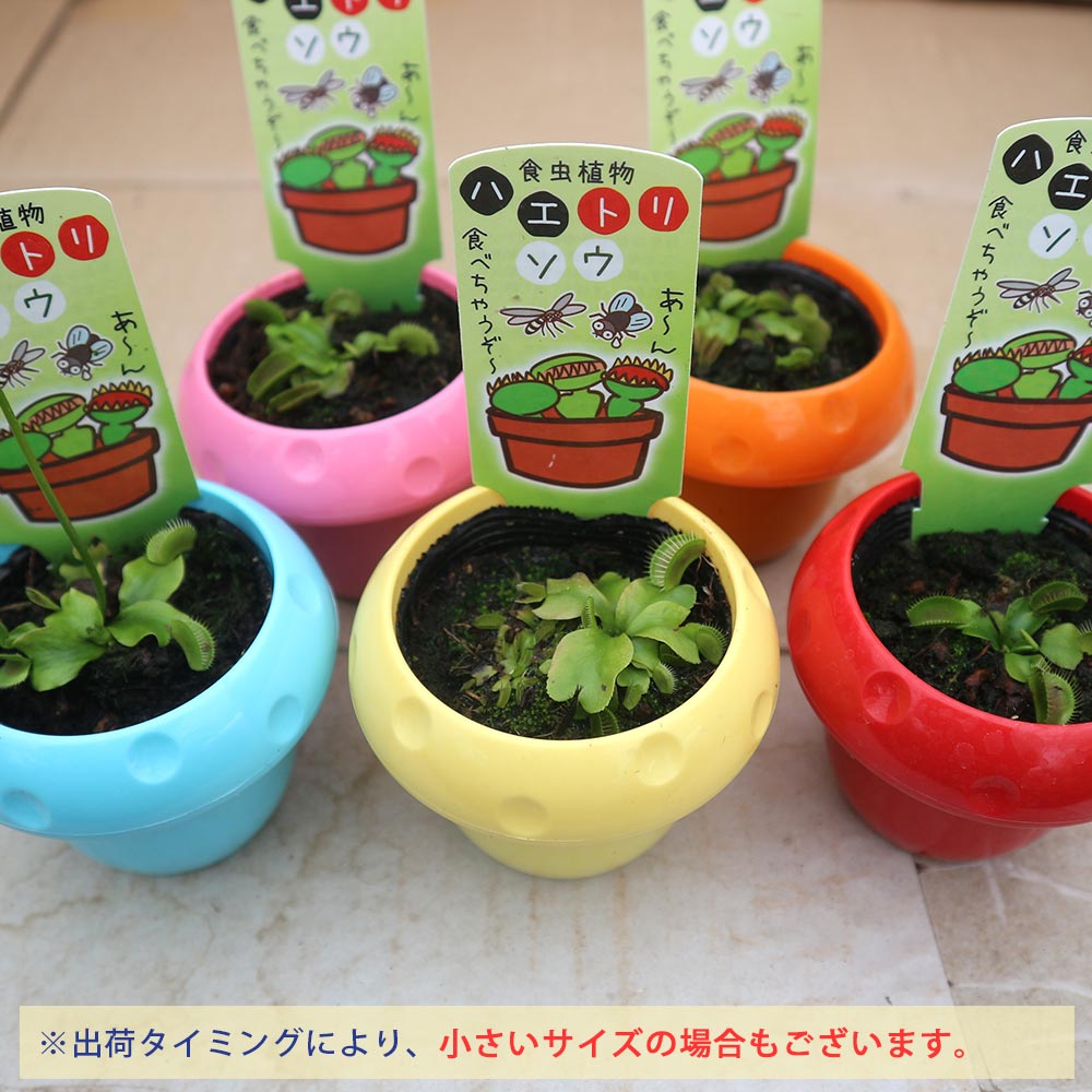 ハエ取草(ハエトリソウ)【食虫植物 5cmポット(鉢カバー付き)／1個】
