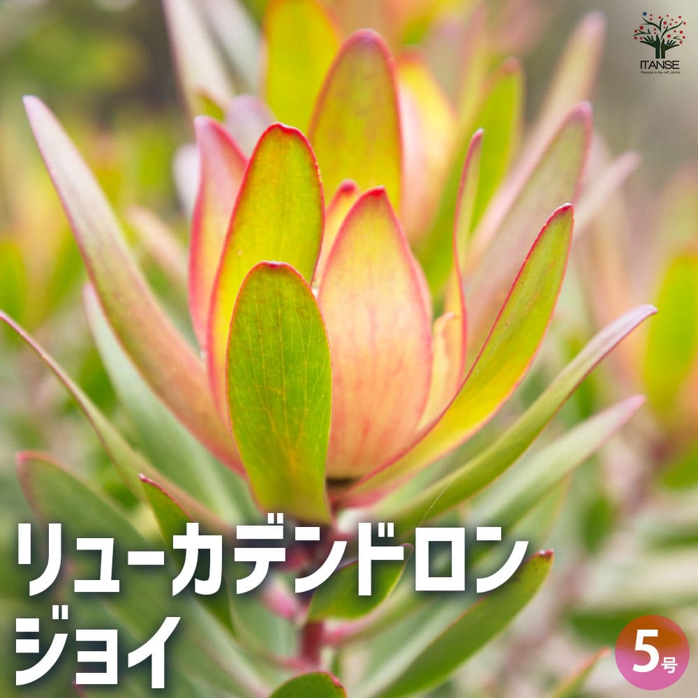 リューカデンドロン ジョイ 【花木苗 5号鉢/1個売り】