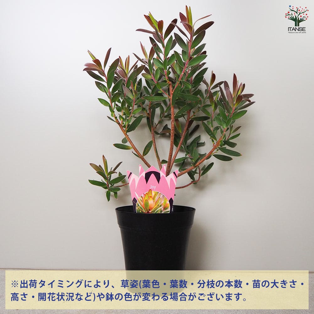 6日入荷⭐️リューカデンドロン5品種 ⭐️5鉢セット