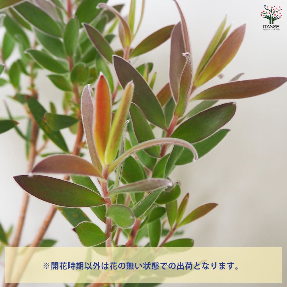 リューカデンドロン ジョイ 【花木苗 5号鉢/1個売り】