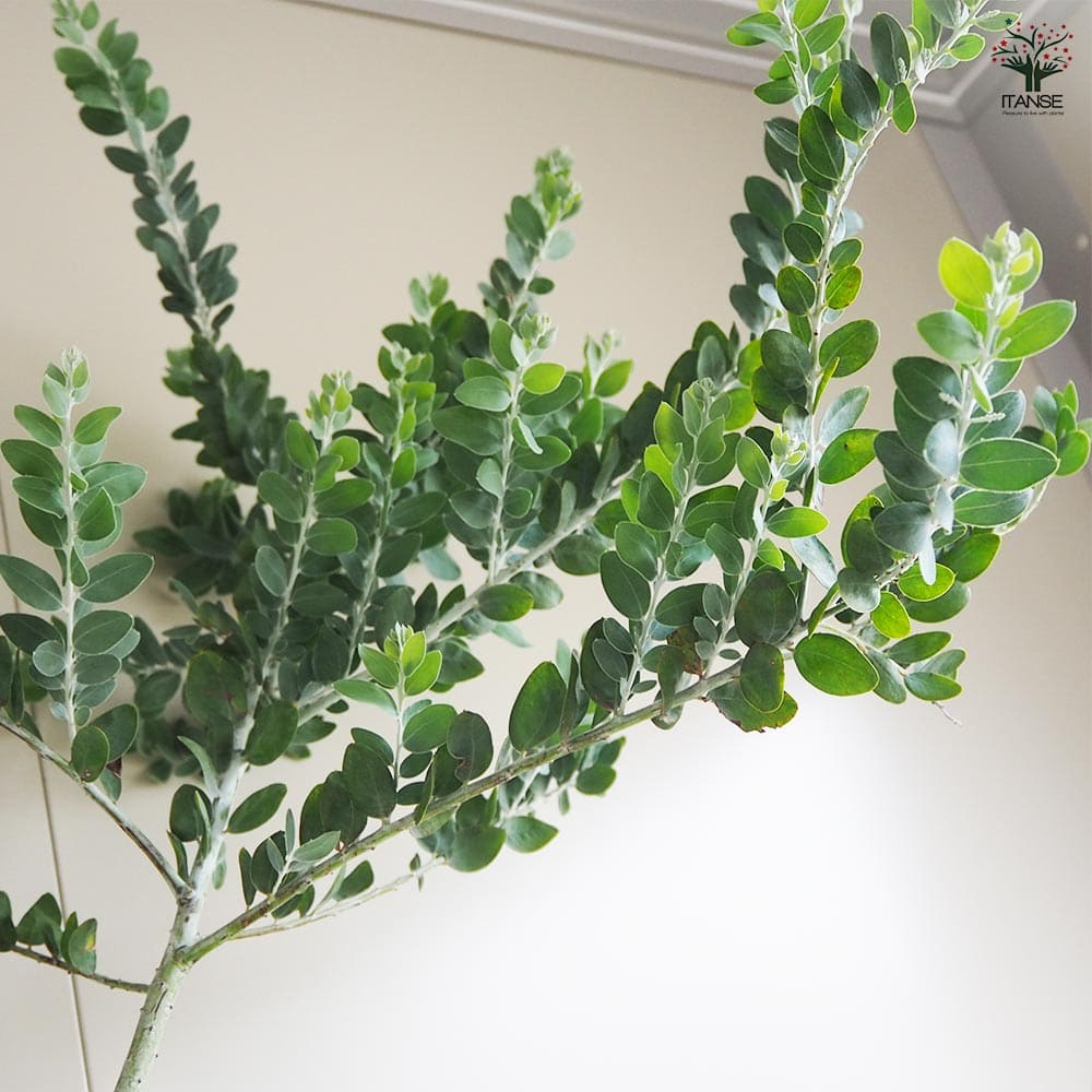 パールアカシア 【花木苗 7号鉢／1個売り】｜ 【植物の