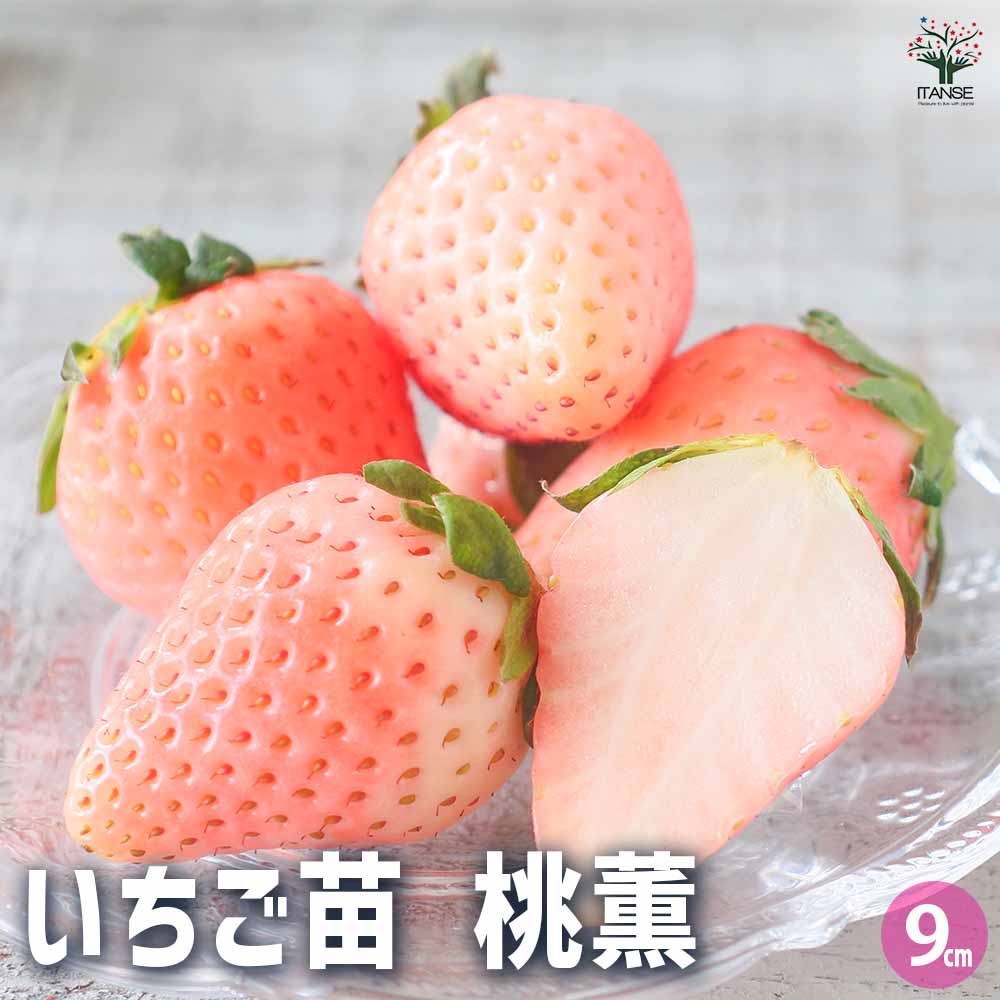 いちごの苗 桃薫2個～ 【野菜の苗 9cm】