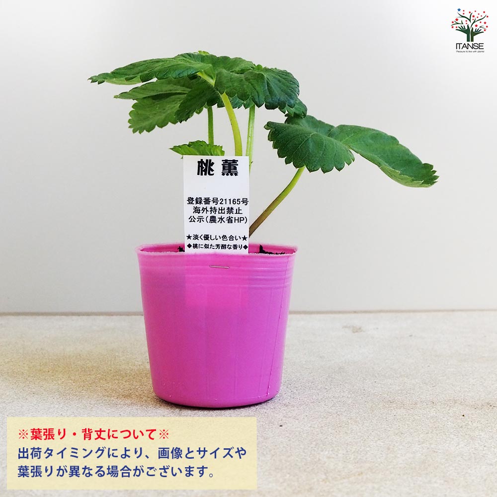 いちごの苗 桃薫2個～ 【野菜の苗 9cm】