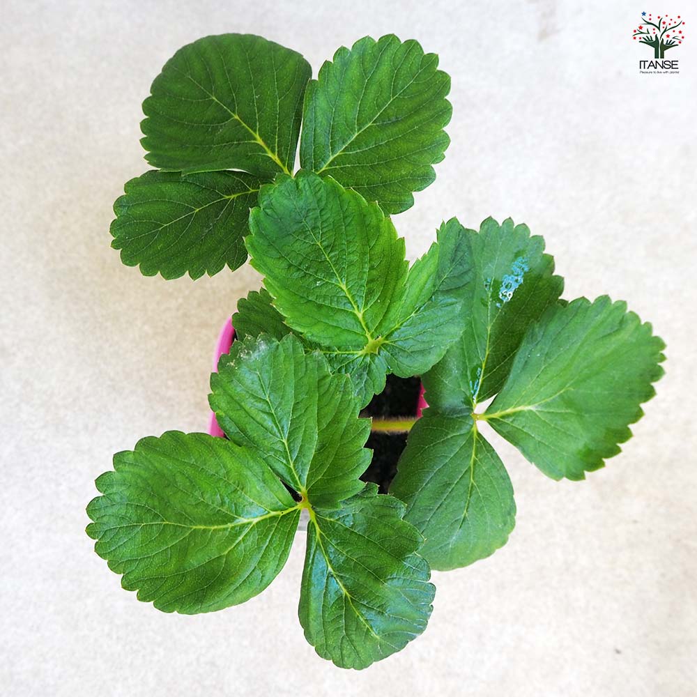 いちごの苗 桃薫2個～ 【野菜の苗 9cm】