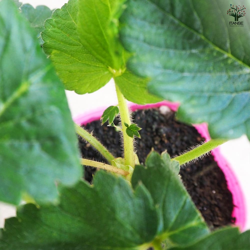 いちごの苗 桃薫2個～ 【野菜の苗 9cm】