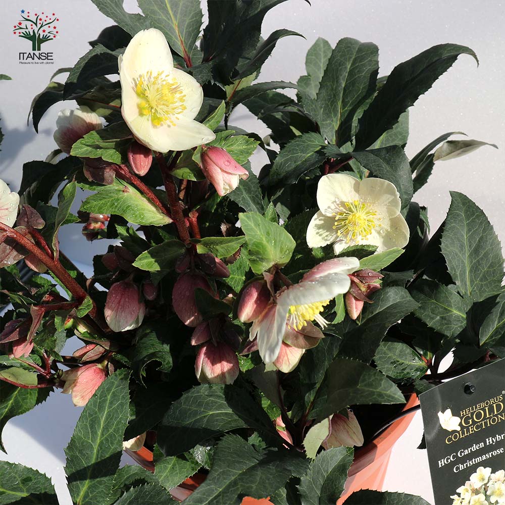 クリスマスローズ シューティングスター【花苗 9号大苗／1個売り】