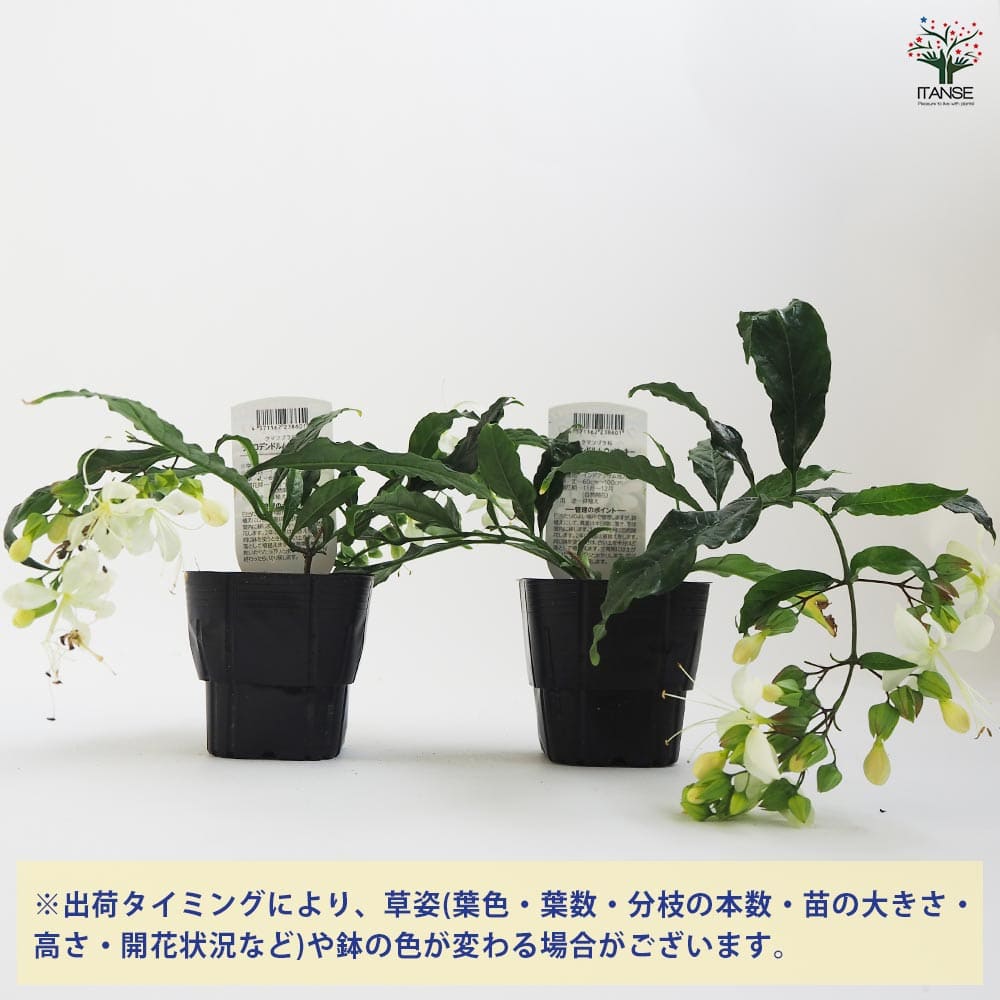 クラリンドウ ウォリッキー 【花木苗 3号】｜ 【植物のITANSE