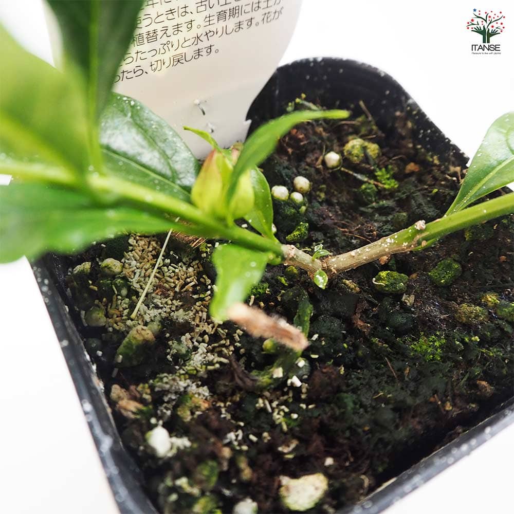 クラリンドウ ウォリッキー 【花木苗 3号】｜ 【植物のITANSE