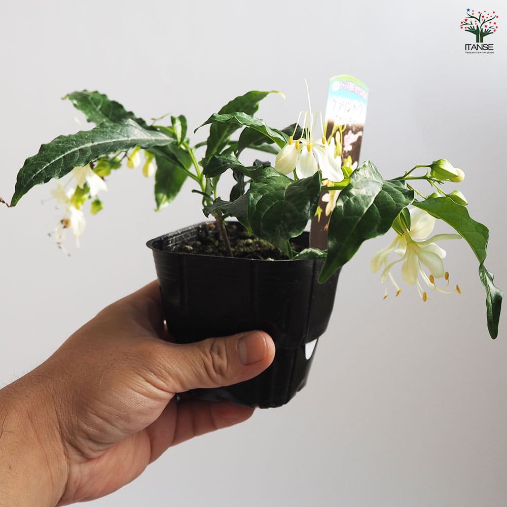 クラリンドウ　苗　白/ホワイト　花木　観葉植物 クラリンドウ ウォリッキー 【花木苗 3号】｜ 【植物のITANSE