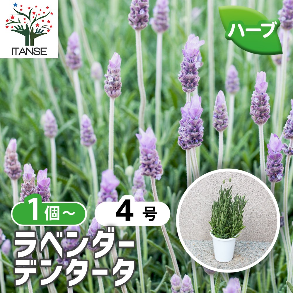 デンタータラベンダー 苗 白花 強い香り⑦ デンタータラベンダー 苗 白花 強い香り⑦ デンタータラベンダー 苗