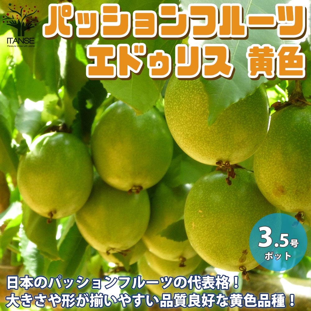 パッションフルーツの苗 品種:エドゥリス黄色【果樹の苗木 10.5cm／1個売り】