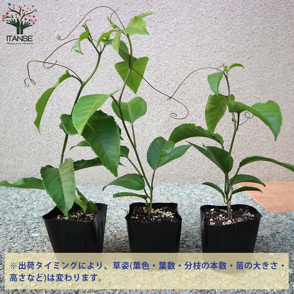 パッションフルーツの苗 品種:エドゥリス黄色【果樹の苗木 10.5cm／1個売り】
