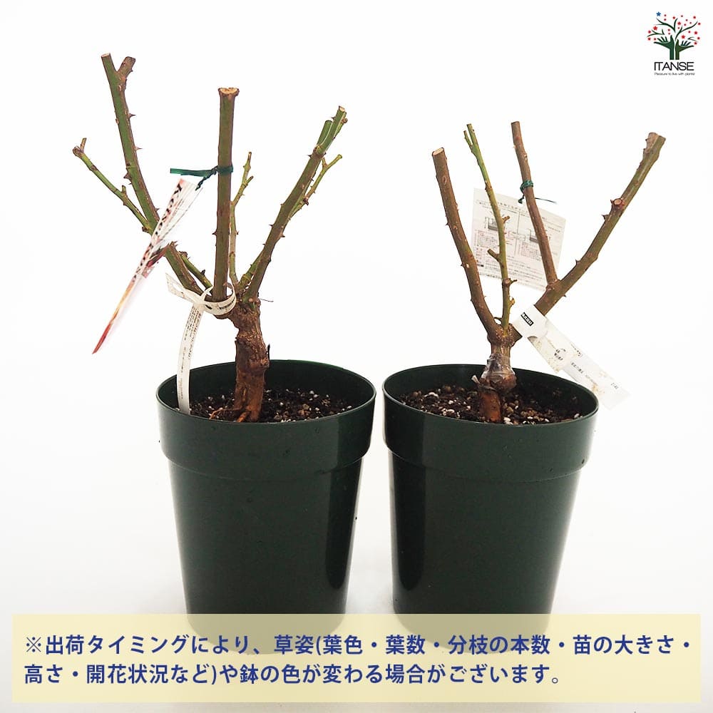 薔薇苗 フロリバンダローズ 紅かさね 【花木苗 6号／1個売り