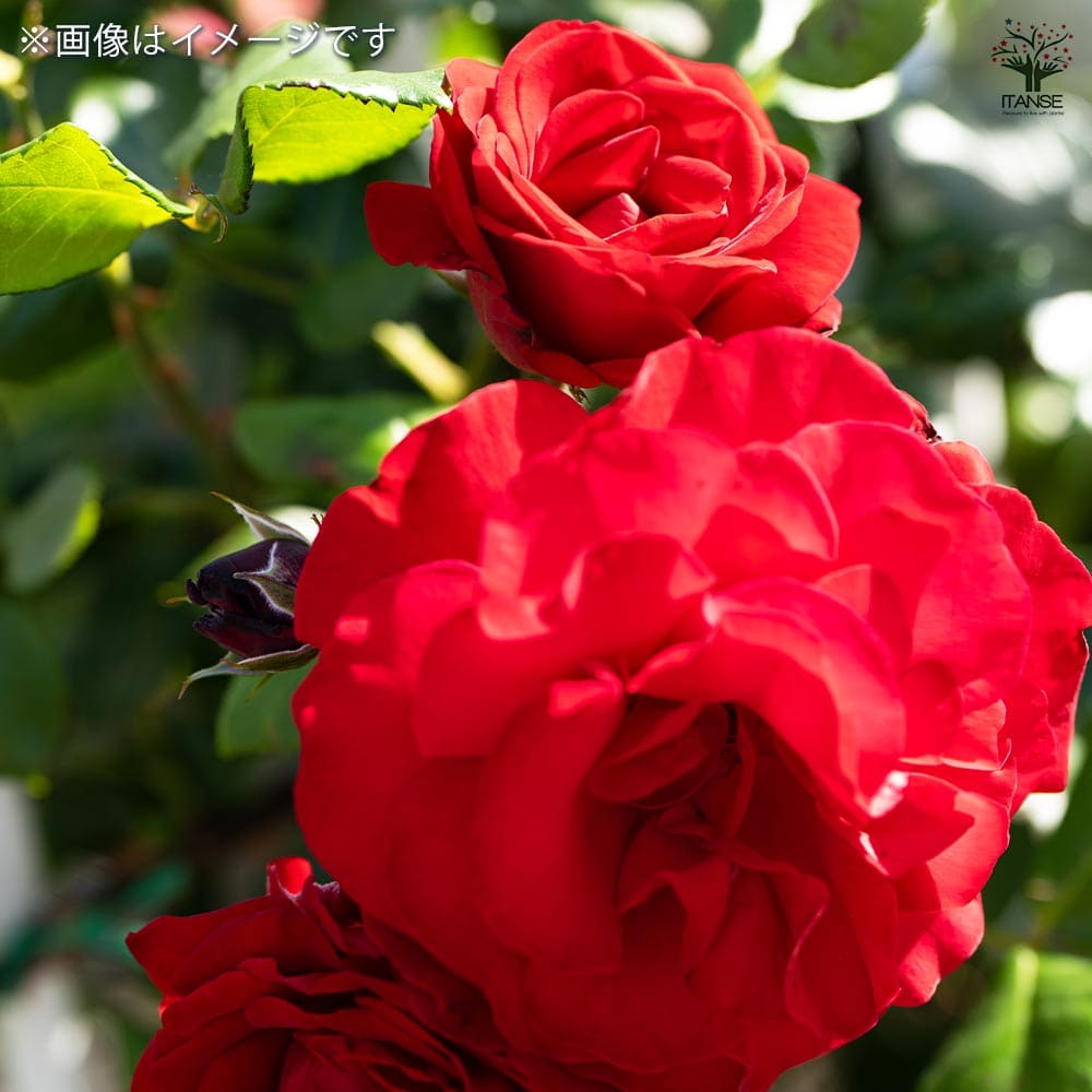 薔薇苗 フロリバンダローズ 紅かさね 【花木苗 6号／1個売り