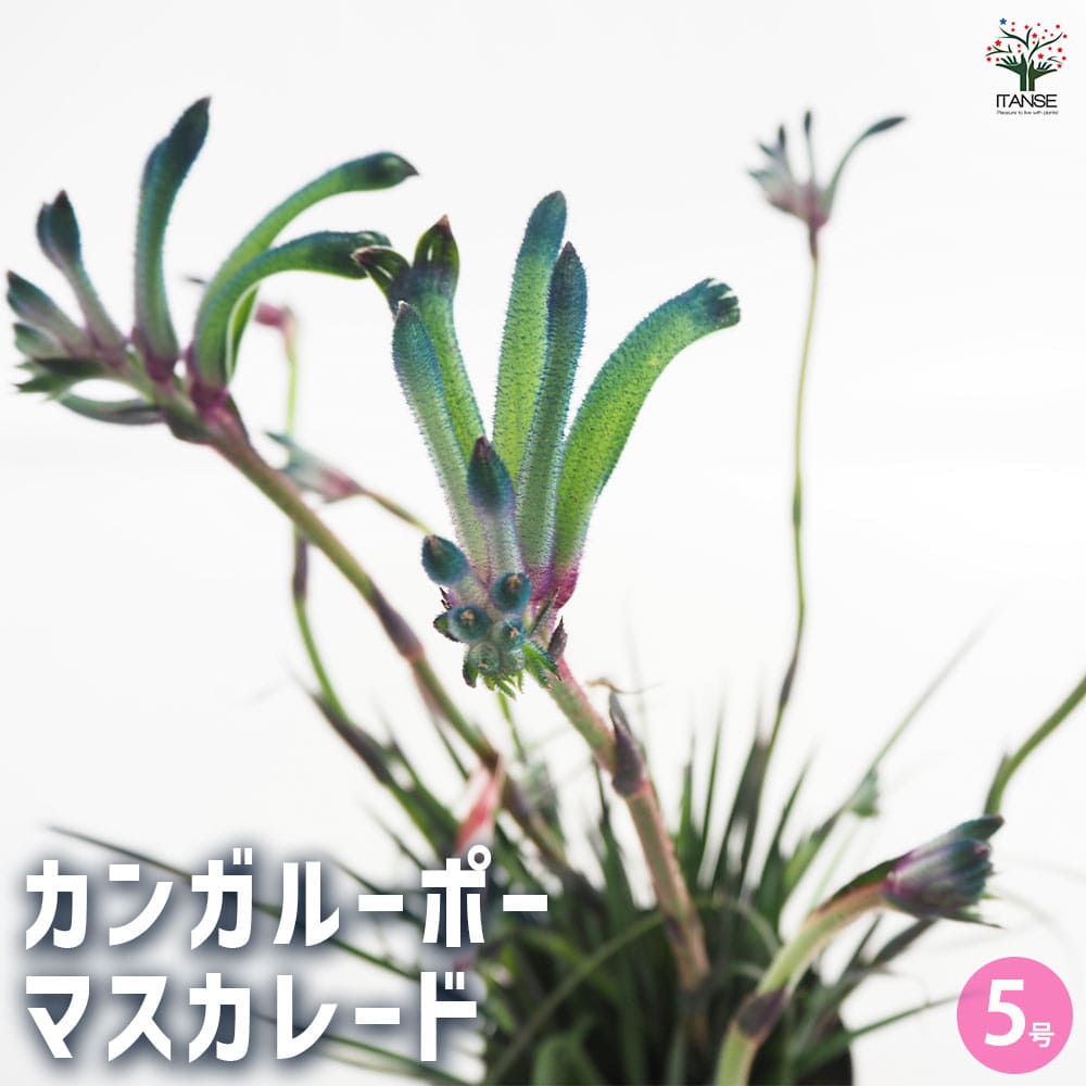 カンガルーポー マスカレード 【花苗 5号／1個売り】｜ 【植物の