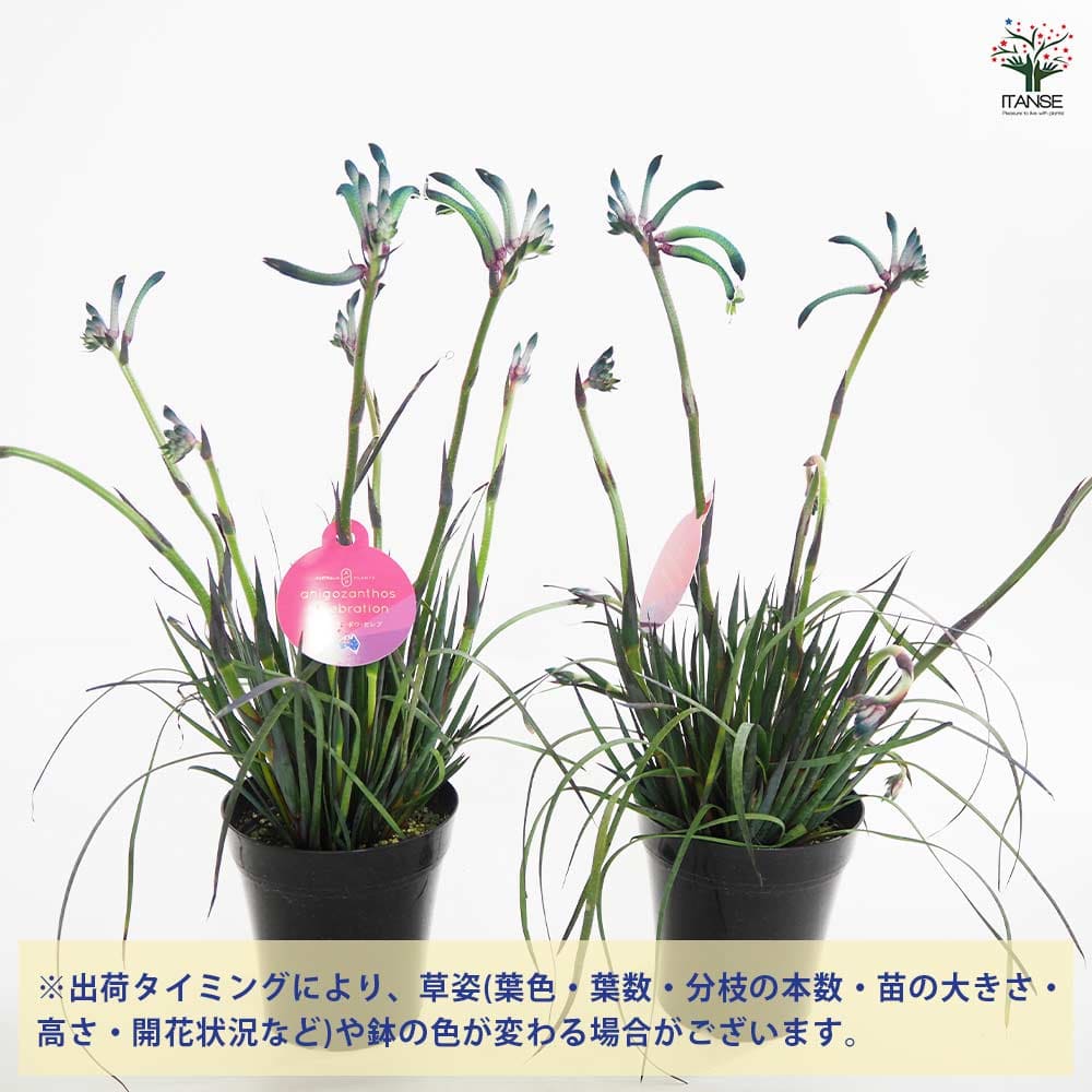 カンガルーポー マスカレード 【花苗 5号／1個売り】｜ 【植物の