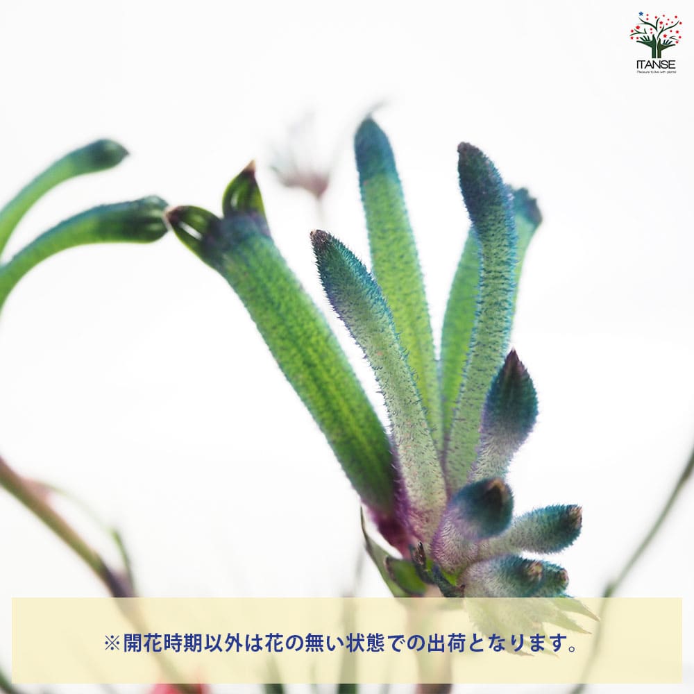 カンガルーポー マスカレード 【花苗 5号／1個売り】｜ 【植物の