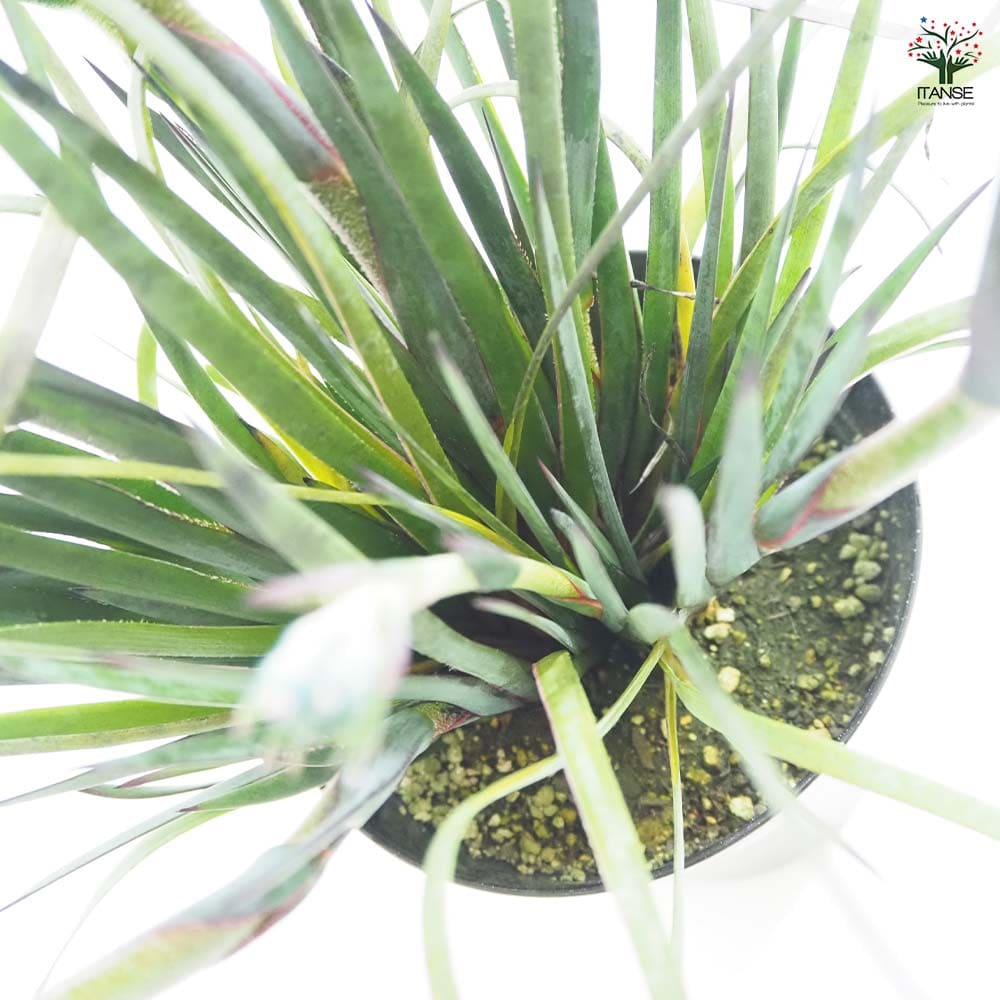 カンガルーポー マスカレード 【花苗 5号／1個売り】｜ 【植物の