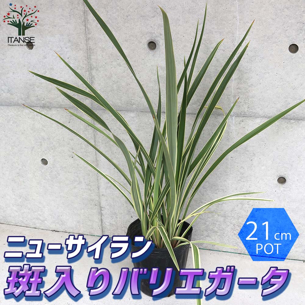 ニューサイラン(入才蘭)の苗【庭木 バリエガータの大苗 7号ポット／1個売り】