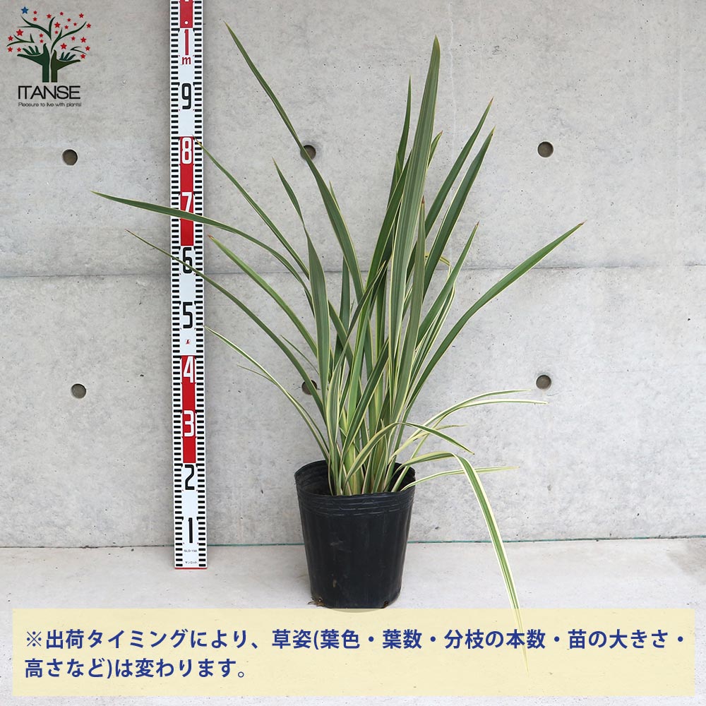 ニューサイラン(入才蘭)の苗【庭木 バリエガータの大苗 7号ポット／1個売り】